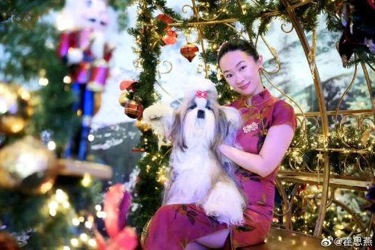 霍思燕救助犬西施犬国际赛事夺冠，杜江连发微博庆贺