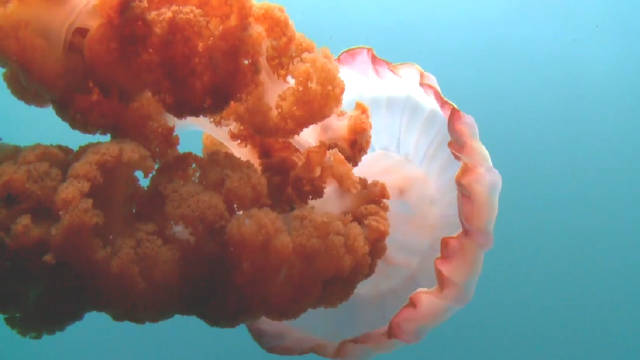 纪录片 自然界最危险的动物 Nature's Most Dangerous 1080p 英文字幕 纪录片品鉴团