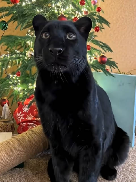 小黑豹：气氛拉满了！