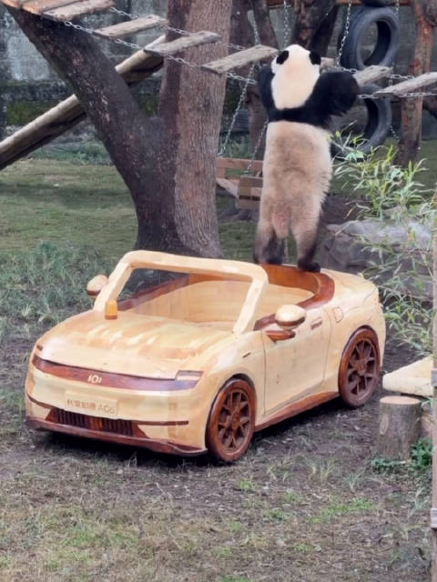 莽小五脚打方向盘代言长安启源圣诞广告