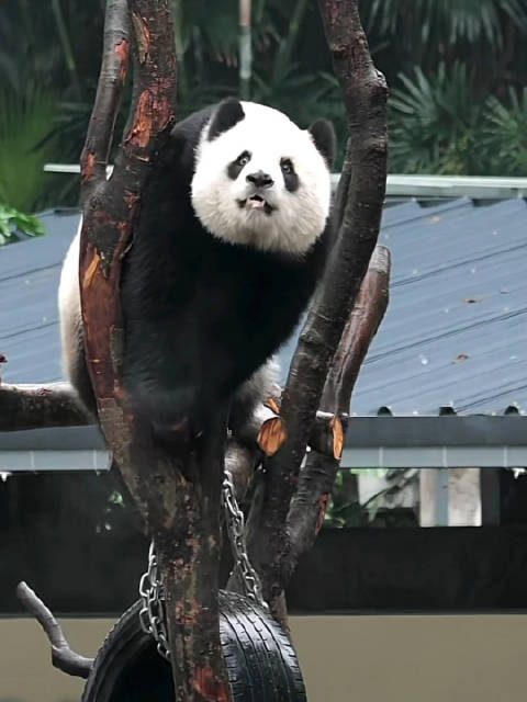 渝爱雨天表演高难度攀岩，虫洞直播见证真功夫熊猫