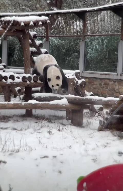 雪佛兰 来源：萌指美甲