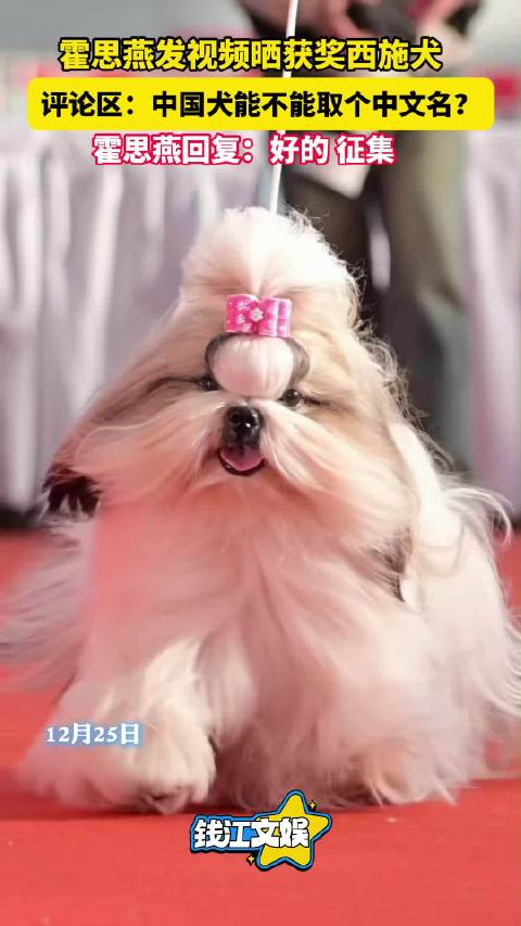 霍思燕携西施犬国际犬展夺冠，公开征集中文名
