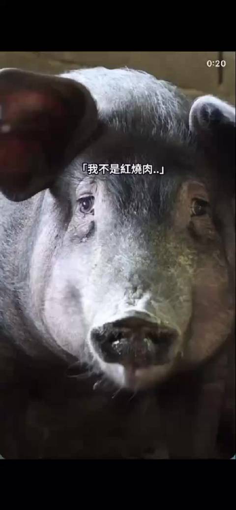 圣诞呼吁减少动物牺牲，倡导餐桌善意