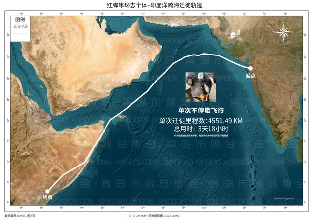 一只红脚隼跨越山海的13200公里