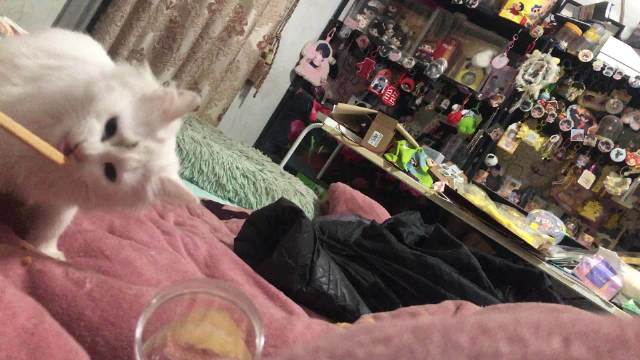 罩桶 你看 小猫也很爱吃voyage的芝士棒