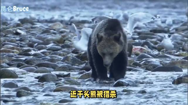 日本猎熊近万头引热议，专家提醒熊制品食用违法且危险