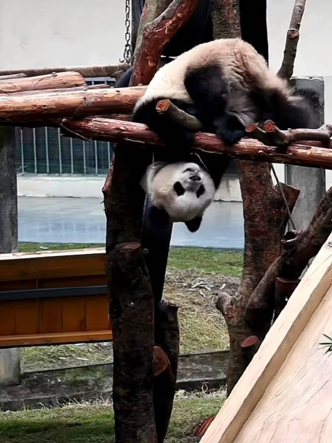 功夫熊猫渝爱倒挂金猪寻获果果