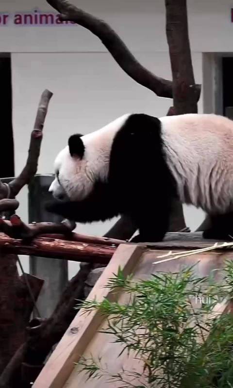 功夫熊猫渝爱倒挂啃轮胎寻获果果