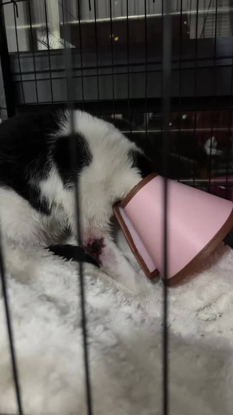 易烊千玺收养受伤流浪猫来福