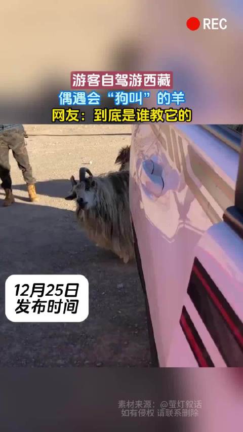 游客自驾游西藏，偶遇会“狗叫”的羊，网友：到底是谁教它的