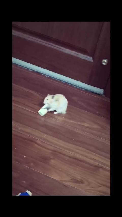 小宝快看！@TFBOYS-易烊千玺 我家吨吨遇到喜欢的东西，秒变“跳跳鼠”啦