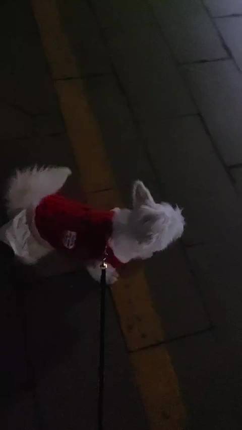 罗医拍的周传雄忠实粉丝