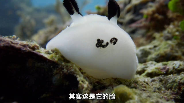 海蛞蝓吃啥变啥能光合作用，断体再生17天长出新身体