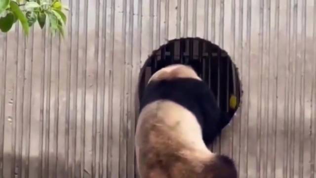 视频：大熊猫璀璀性格内敛沉稳，2020年被一汽大众认养