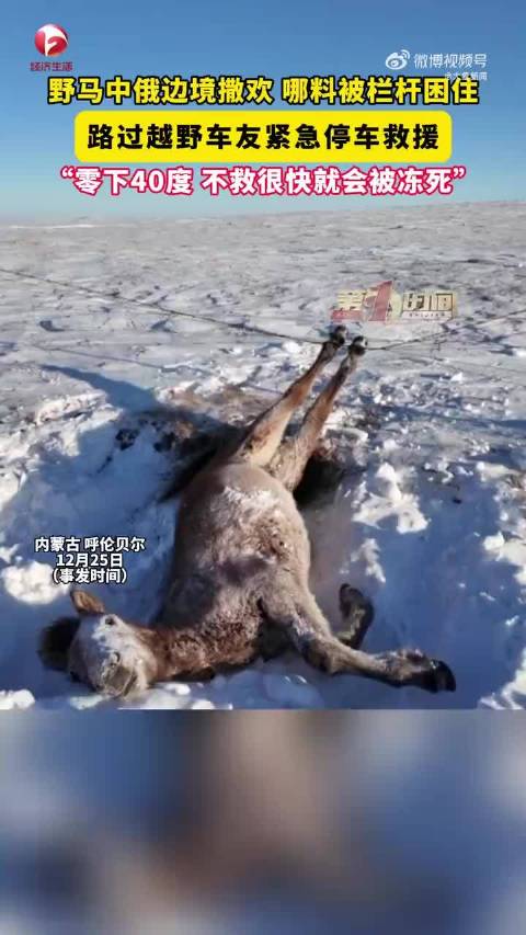 视频：呼伦贝尔野马被困雪地，车友零下30度紧急施救