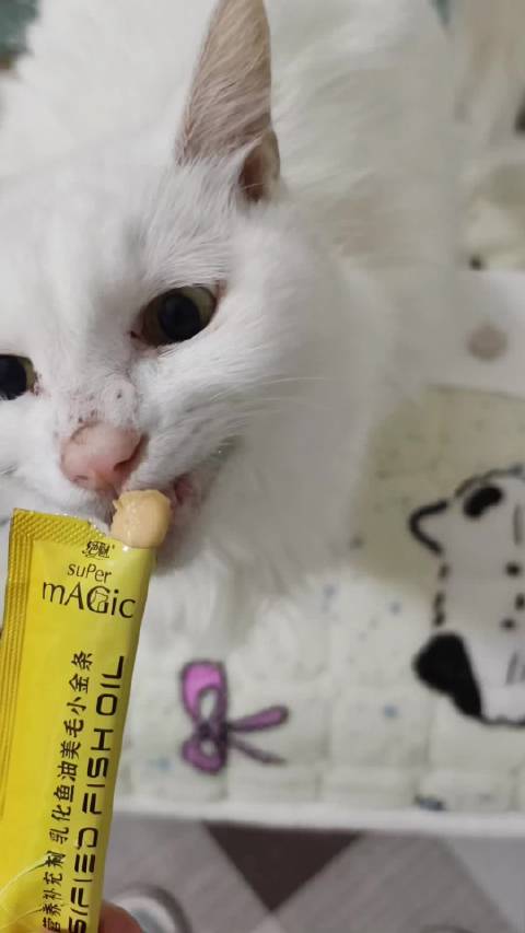 元旦帮友喂猫遇贴贴流浪猫，长城售后围观多辆事故车