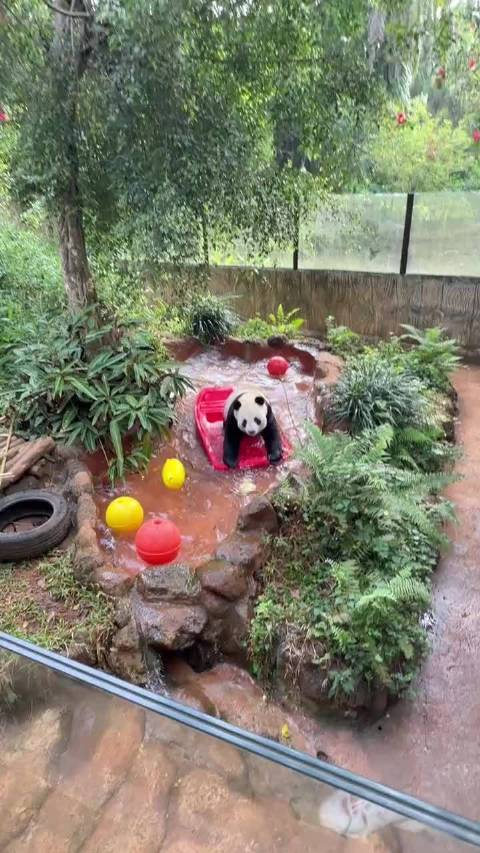乘风破浪的熊猫 来源：海野