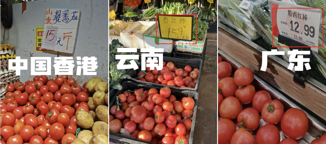 图片来源：中国蔬菜杂志