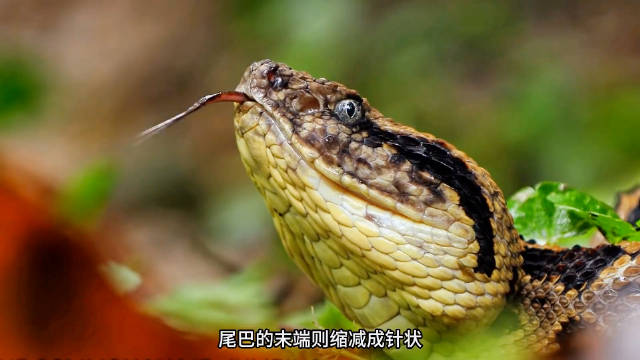 亚马逊巨蝮：西半球的剧毒“潜伏者”