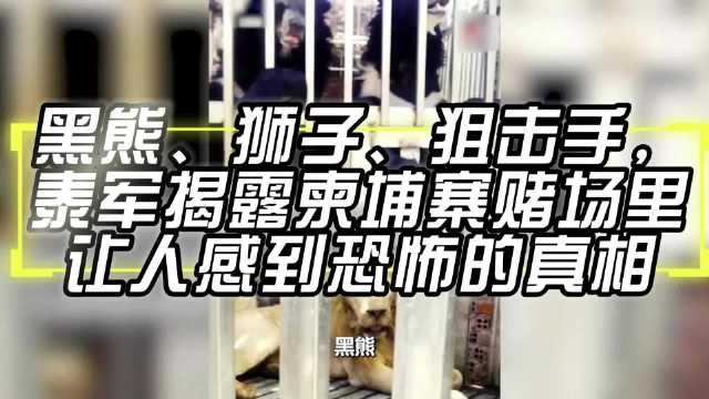 黑熊、狮子、狙击手，泰军揭露柬埔寨赌场里让人感到恐怖的真相！