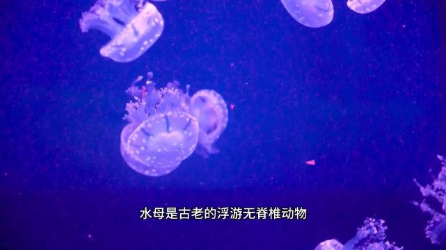 浮游生物中的“透明精灵”——水母科普
