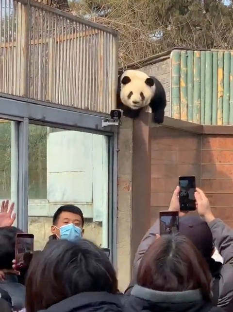 21年萌兰越狱原声视频走红，胖么么喊话无人搭把手