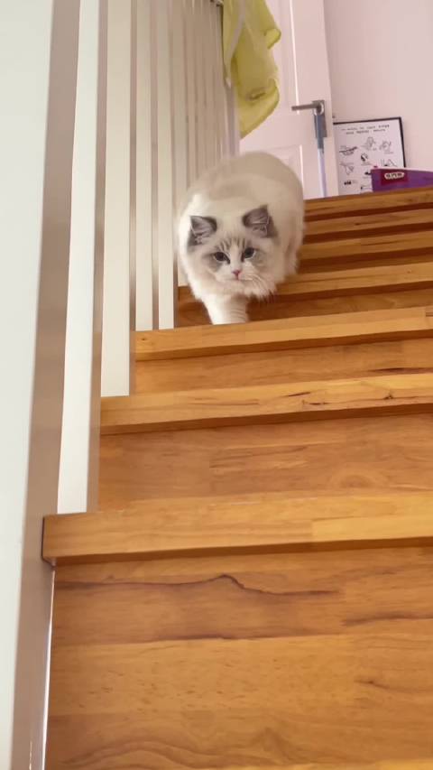 来看猛虎下山！蓝山双弟弟找新家！