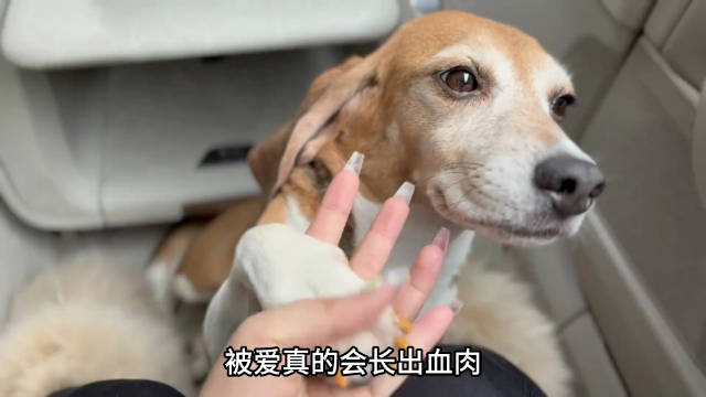 看见霍思燕领养的实验犬前后对比，才明白被爱真的会疯狂长出血肉