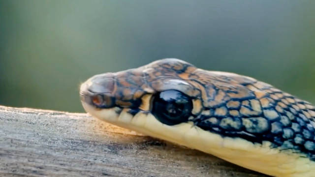 飞蛇滑翔25米时速50公里，科学家研发救援机器人