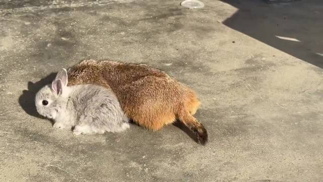 真是个调皮的小兔子，一眨眼就跑了 动物世界 神奇动物在抖音