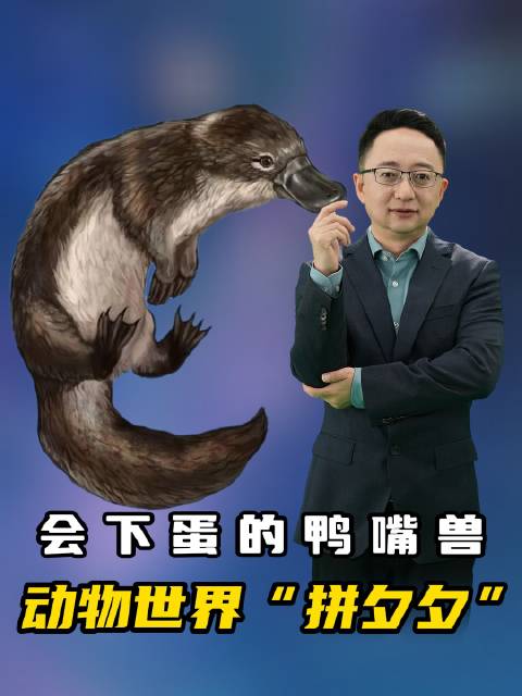鸭嘴兽兼具产卵哺乳特性，颠覆传统认知