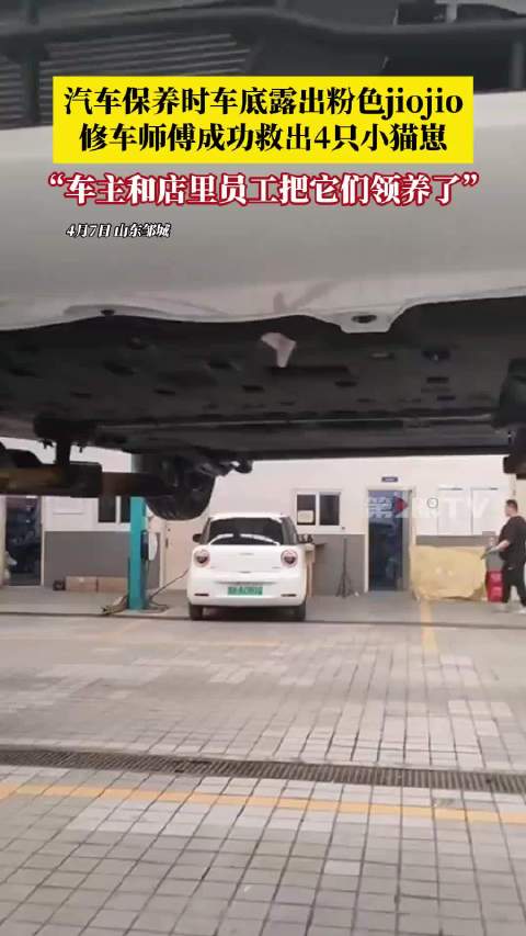 修车师傅保养车辆发现4只幼猫，车主员工领养