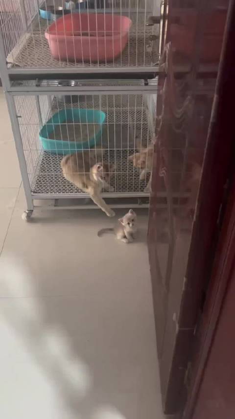 小猫越狱坐电梯下楼，主人全程目睹揭秘