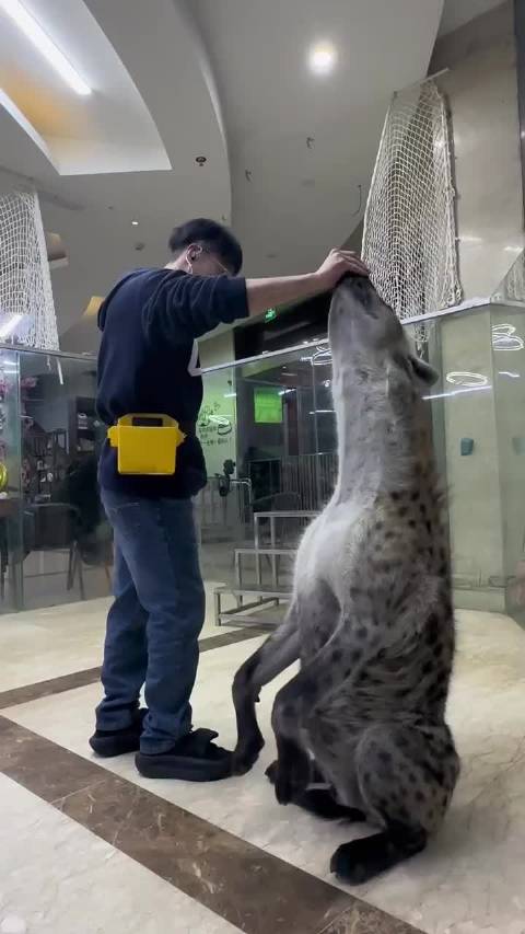 动物世界是不是骗人呢，原来鬣狗这么大，这谁打得过