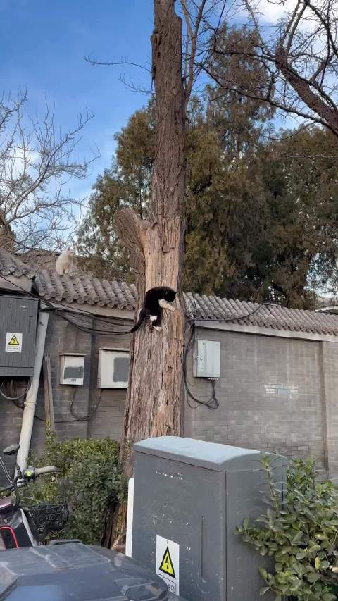 小白猫越狱萌态引关注，冬日阳光催人户外活动