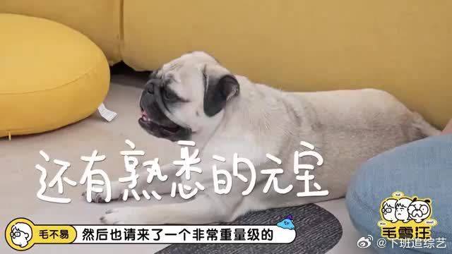 毛不易有对象了？竟自曝和神秘嘉宾晚上常见，还小脸通红