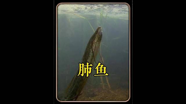 容易被淹死的鱼～ 动物世界 肺鱼
