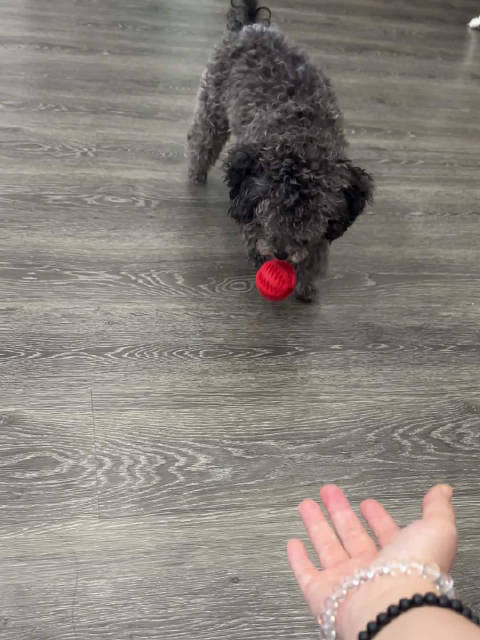 20250624库存 - （6）福田猫咖①-乖巧捡球的小泰迪