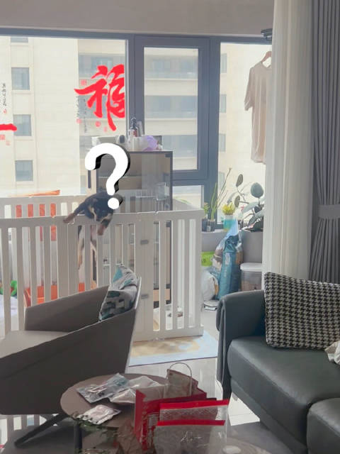 又翻墙越狱了 小猪太聪明了