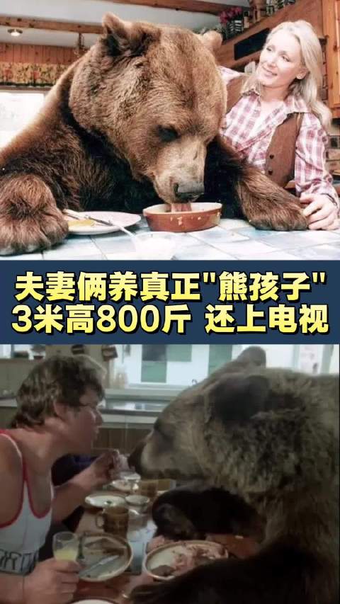夫妻饲养3米高800斤熊,曾出演007电影