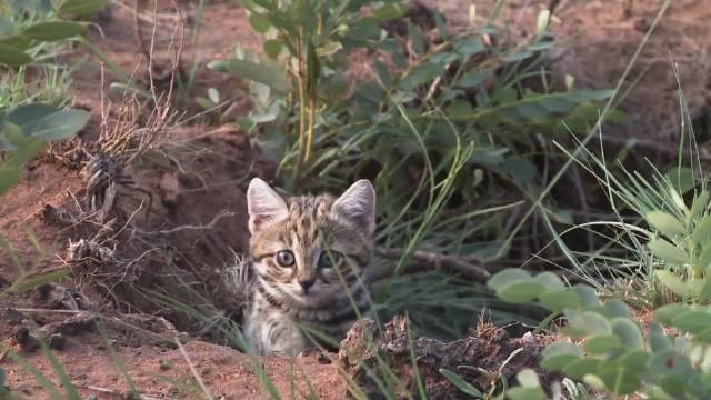 只要你越努力，别人就越安逸 动物世界