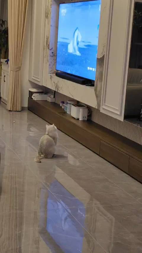 小猫看动物世界！太乖噜我的宝宝宝宝宝