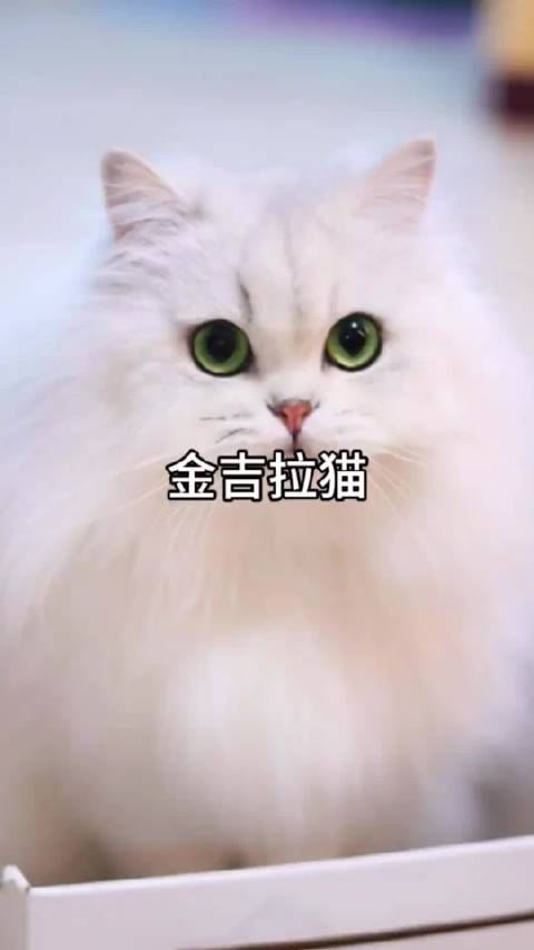 金吉拉猫起源英国，性格温柔依赖主人