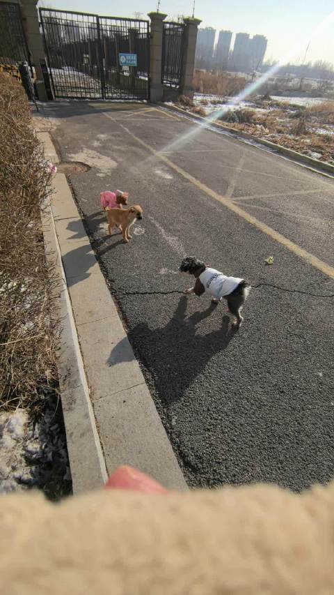 元旦首日市民喂食流浪狗，东北寒冬引关注