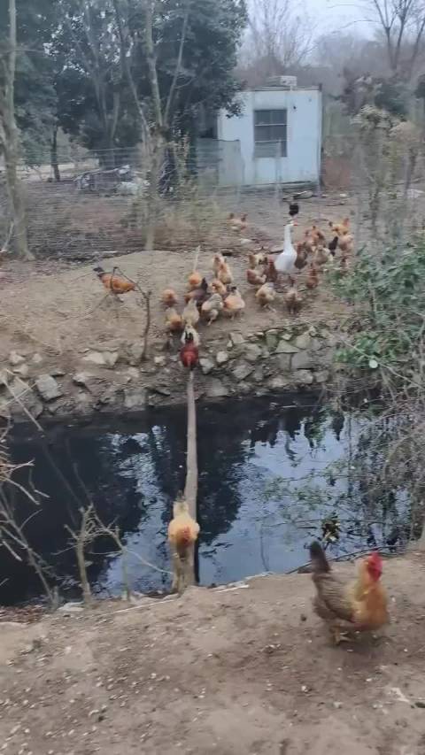 海陆空全线出动，最后一只越狱了