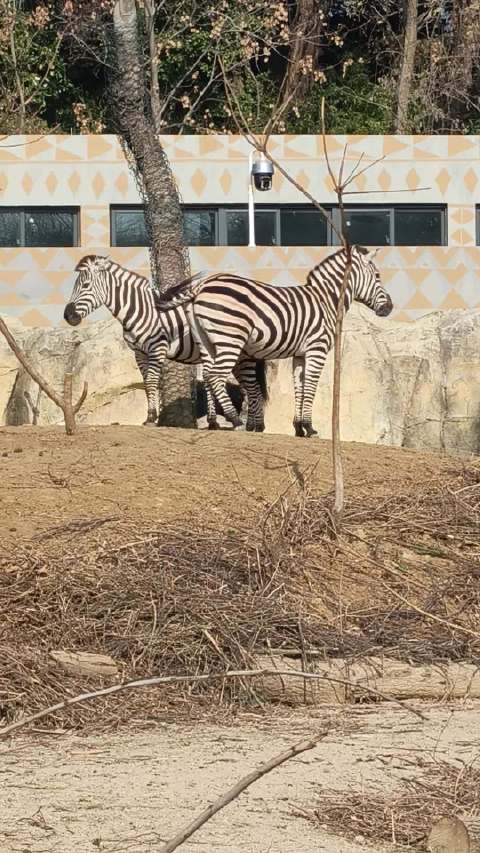 宝贝去了红山动物园和李沛恩益起行动 ，很开心，李沛恩的粉丝也超棒