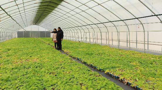 东西协作结硕果 同心共谱山海情