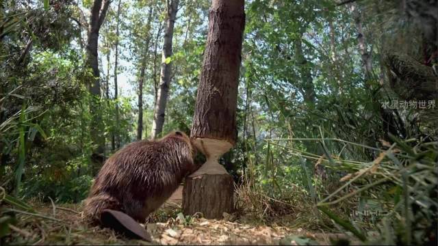 河狸：我被我自己砍得树压死