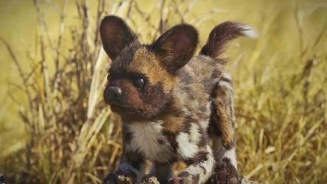 野狗群中有间谍，动物世界